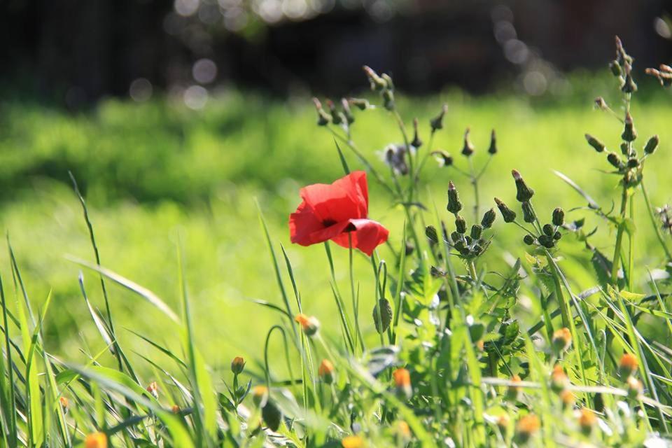 Agriturismo Il Piastrino 芬奇 外观 照片